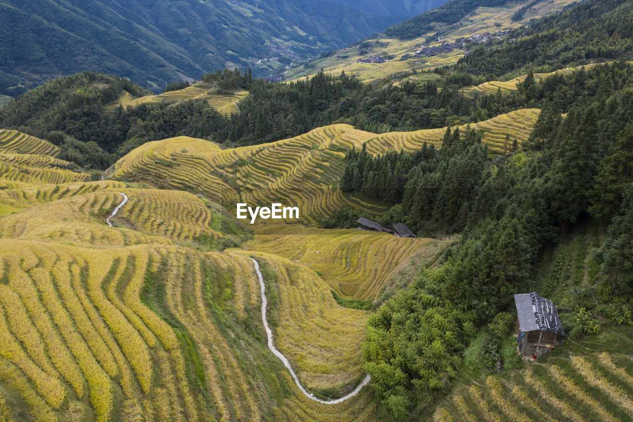 Aerial view of rice fields in longji, china