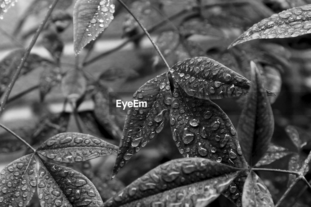 Close-up of wet plant leaves during rainy season