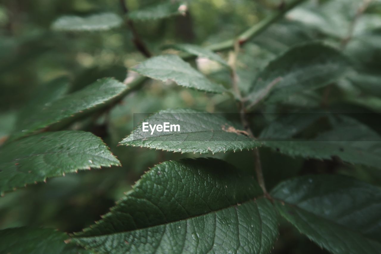 Full frame shot of leaves