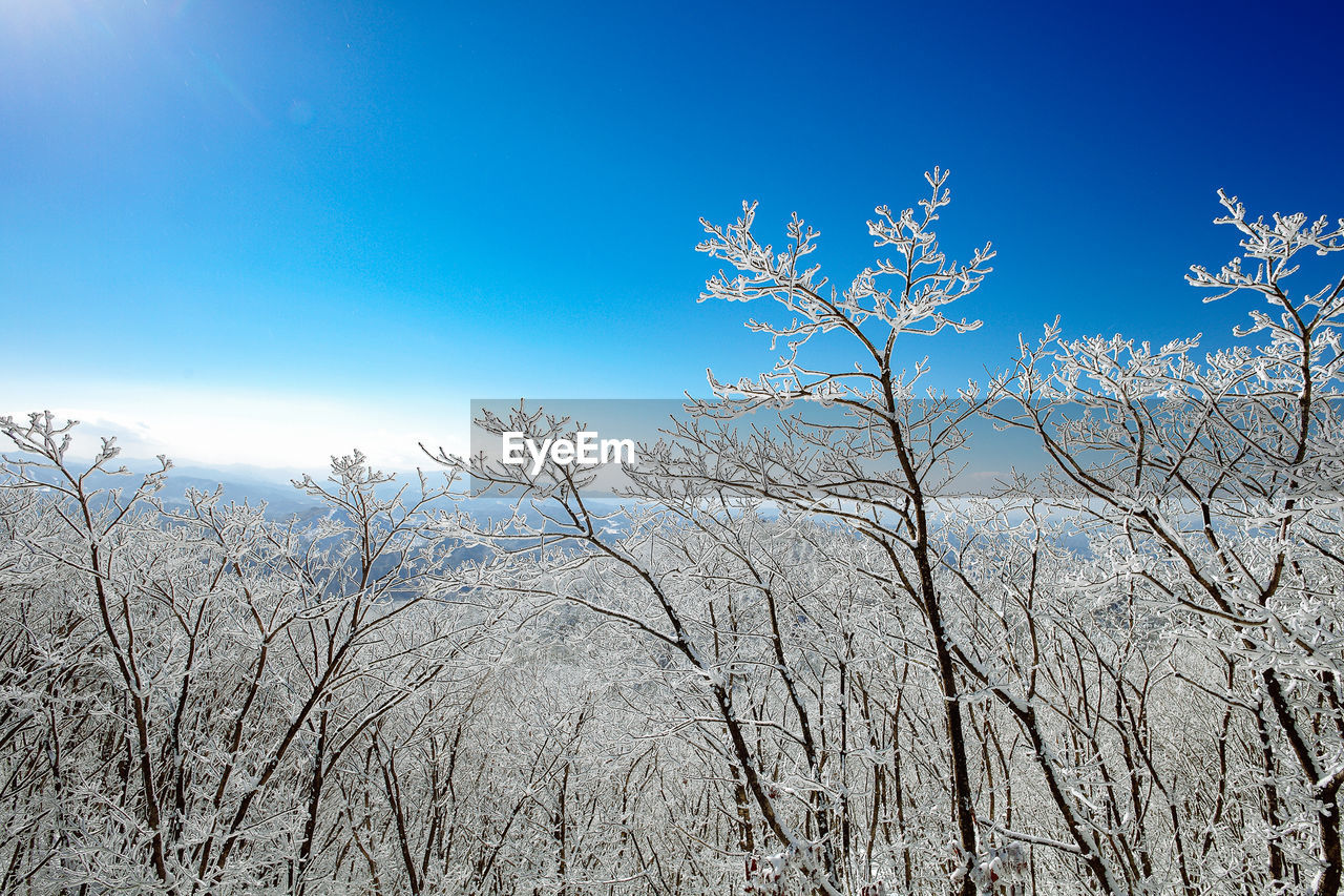 Low angle view of bare trees against blue sky