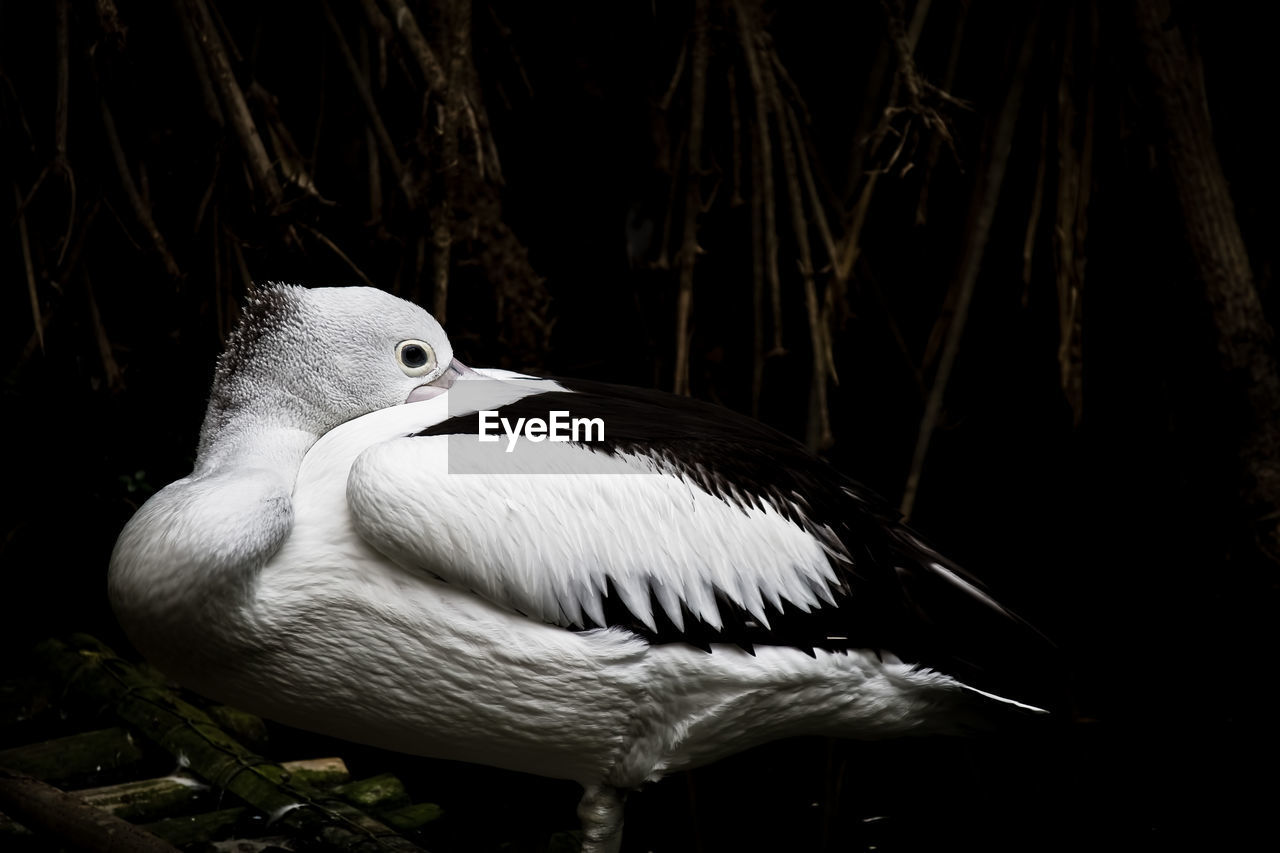 Close-up side view of bird looking away