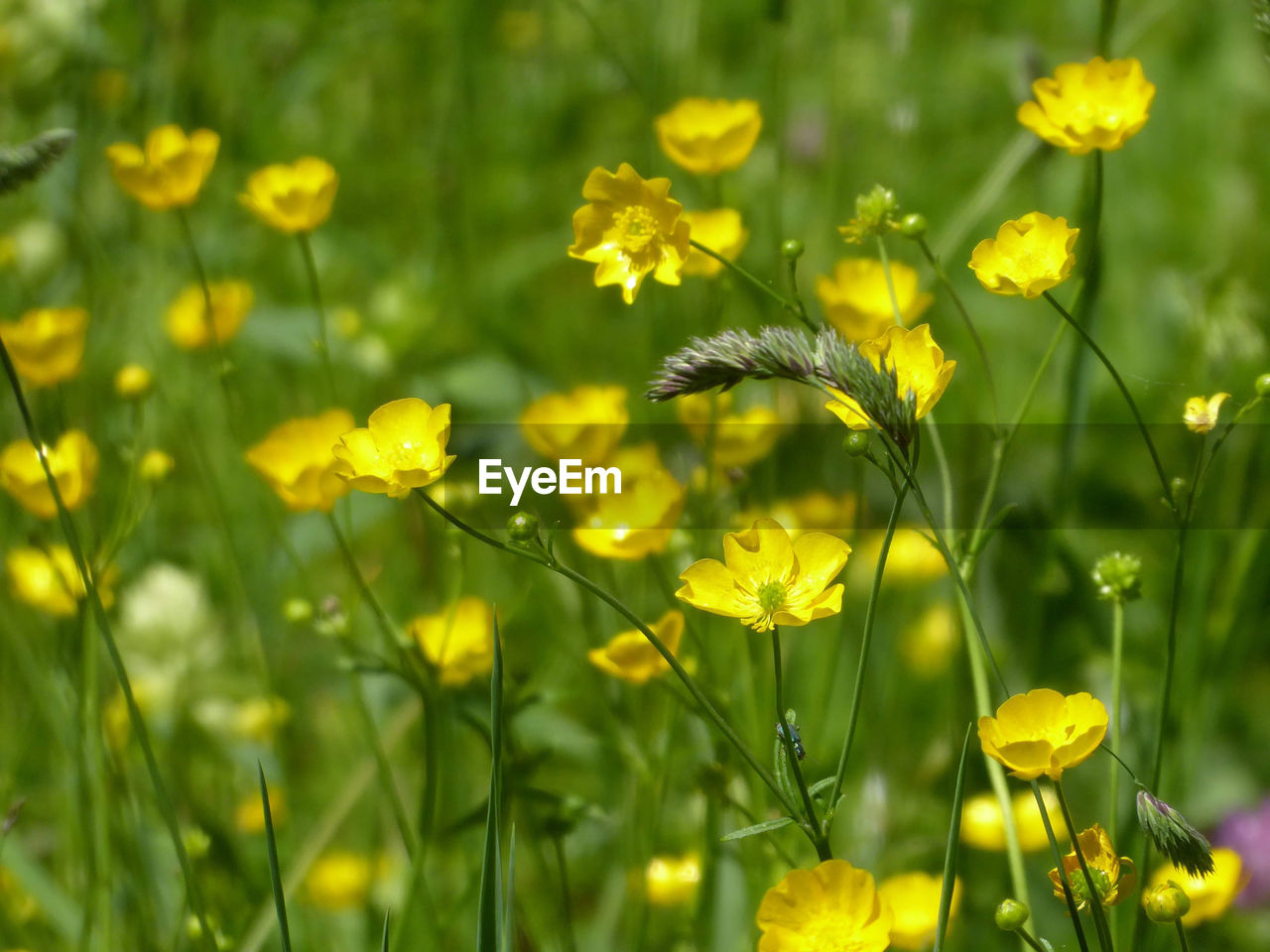 Close-up of yellow flowering plant on field