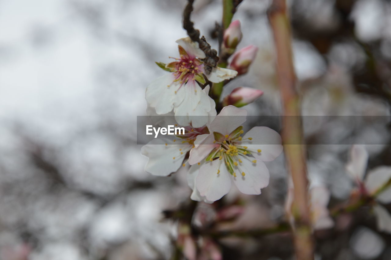 Close-up of white flowers blooming on tree