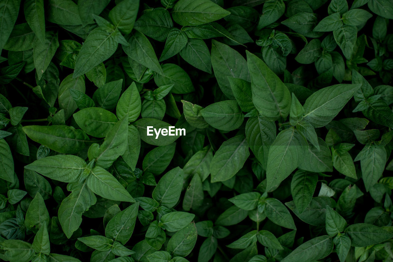 Full frame shot of green leaves