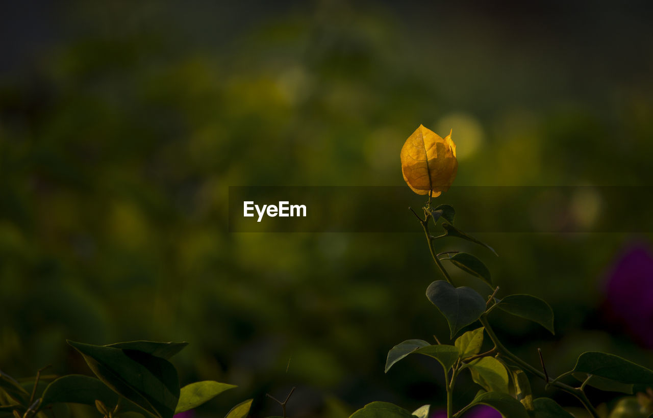 CLOSE-UP OF YELLOW FLOWER BLOOMING ON PLANT