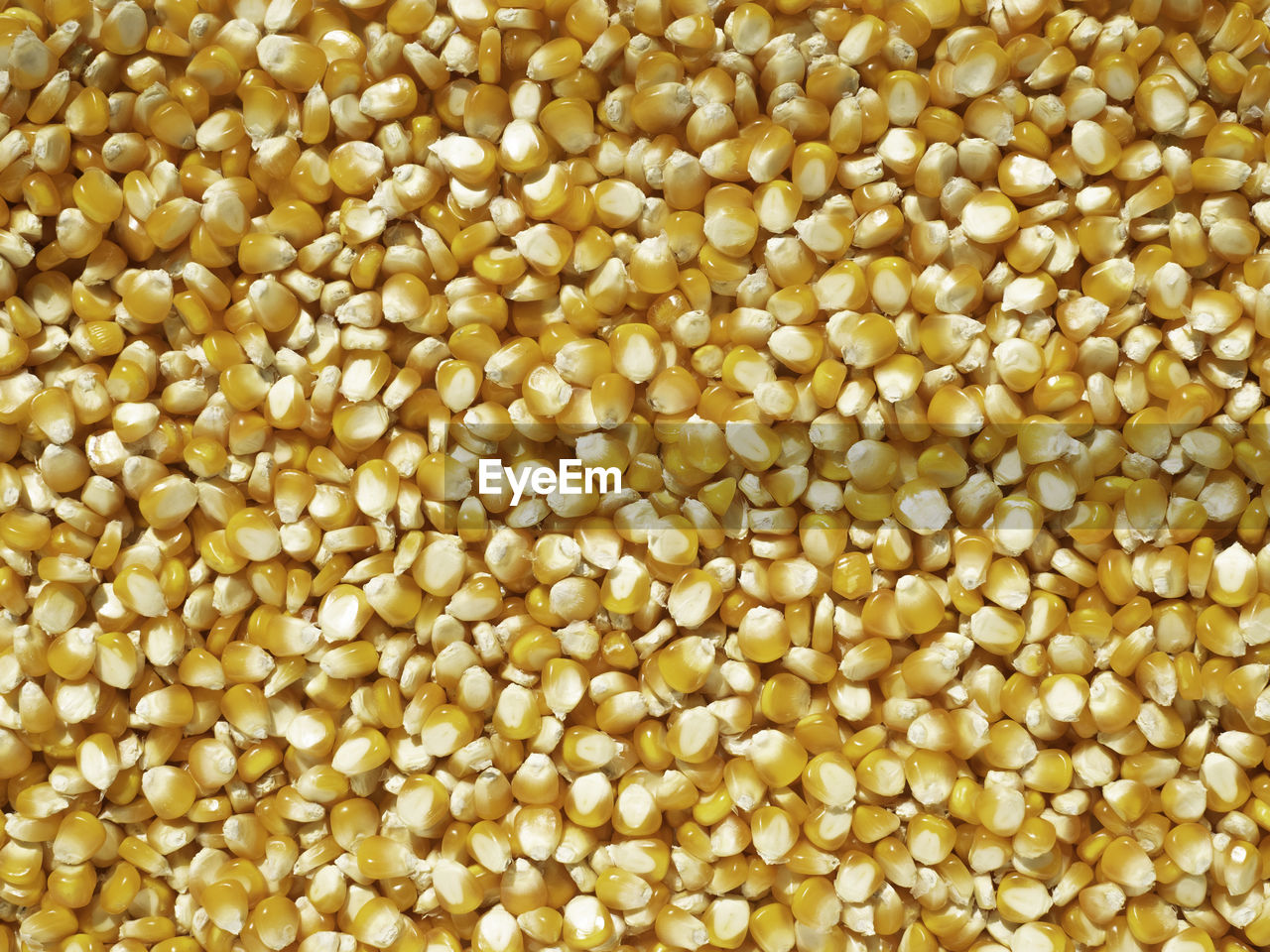 Bulk of corn grains, top view