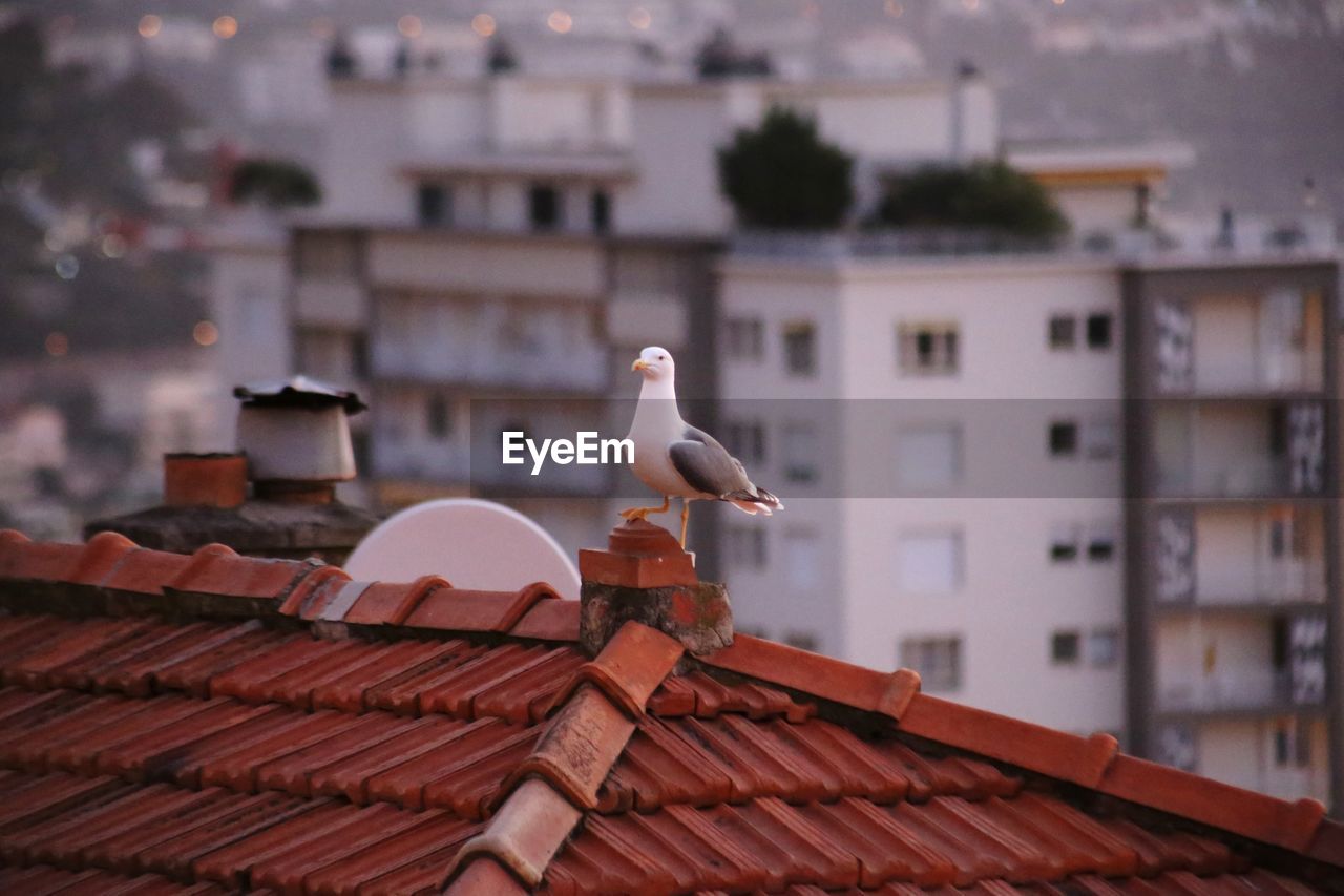 Seagull perching on roof of building