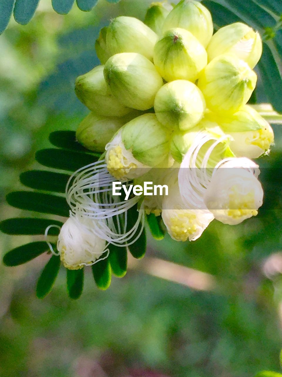 CLOSE-UP OF INSECT ON FLOWERS