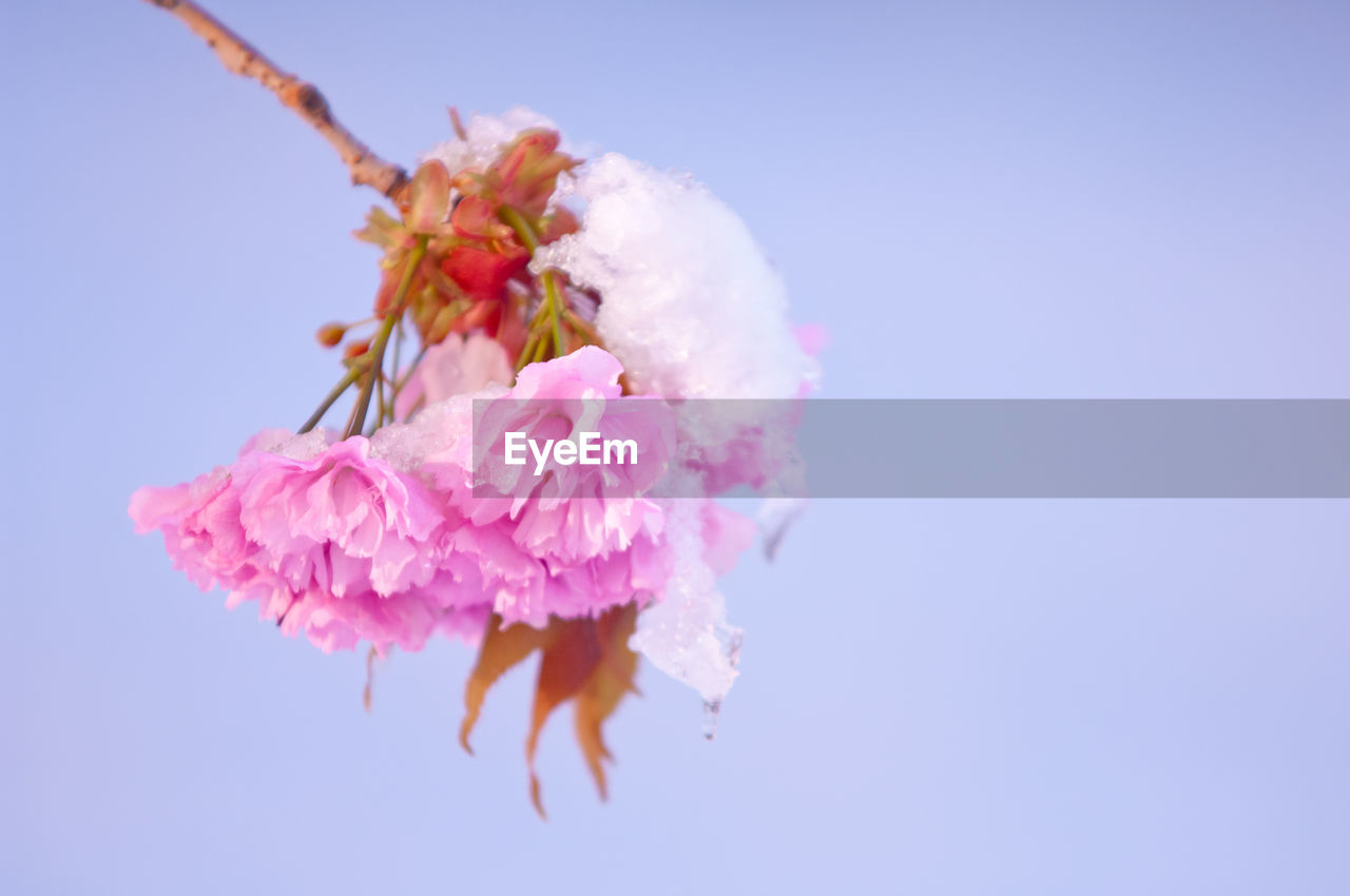 Low angle view of pink flowers against sky