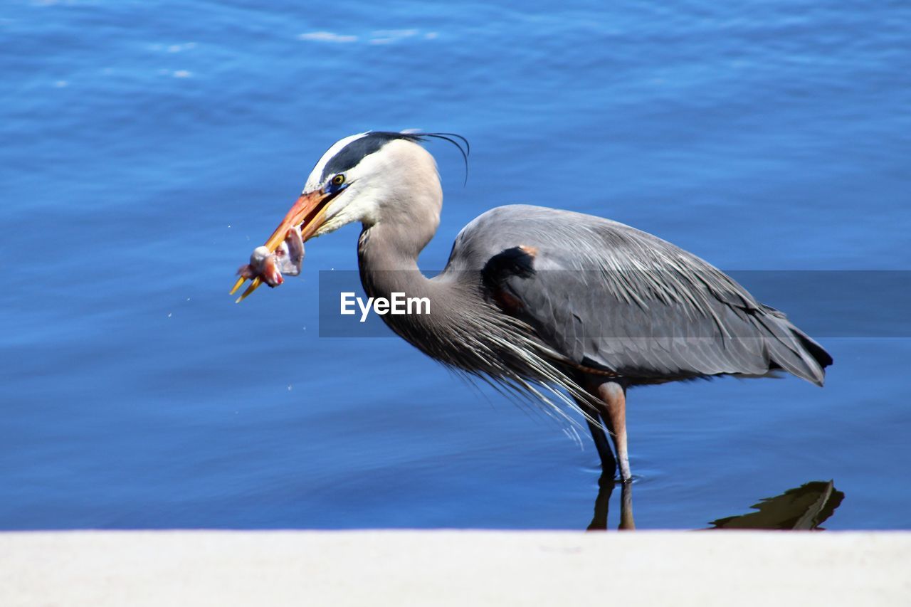 Birds in water