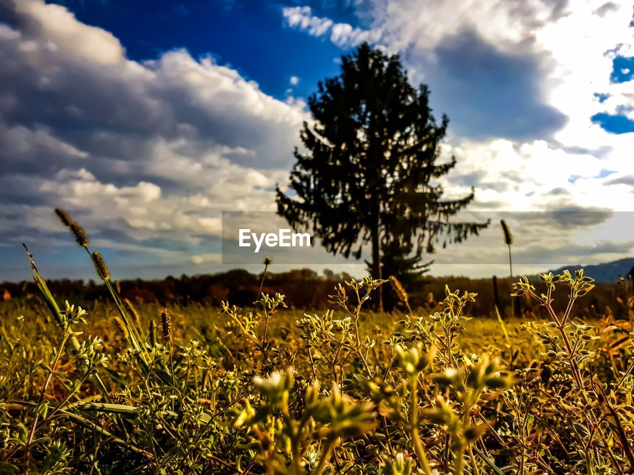 Plants growing on field against sky