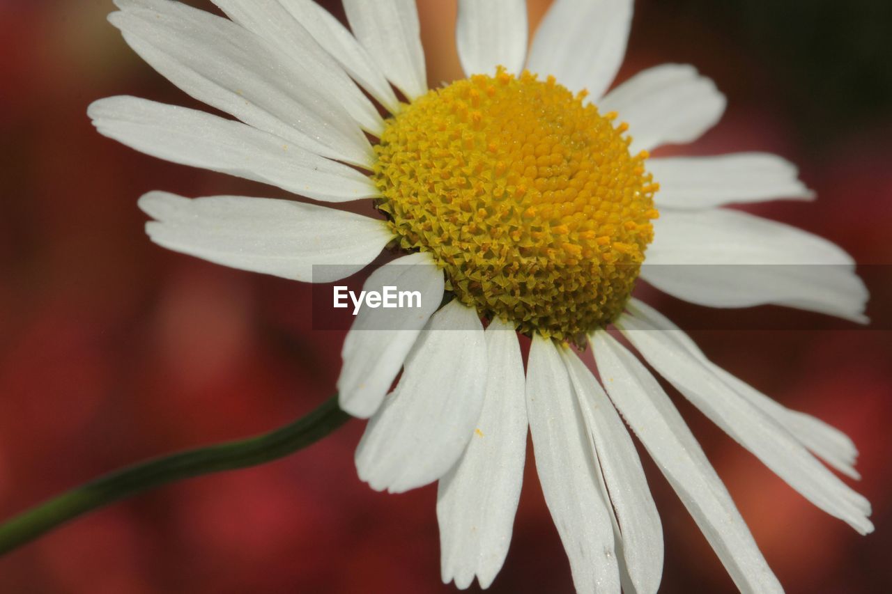 Close-up of fresh white flower blooming in garden