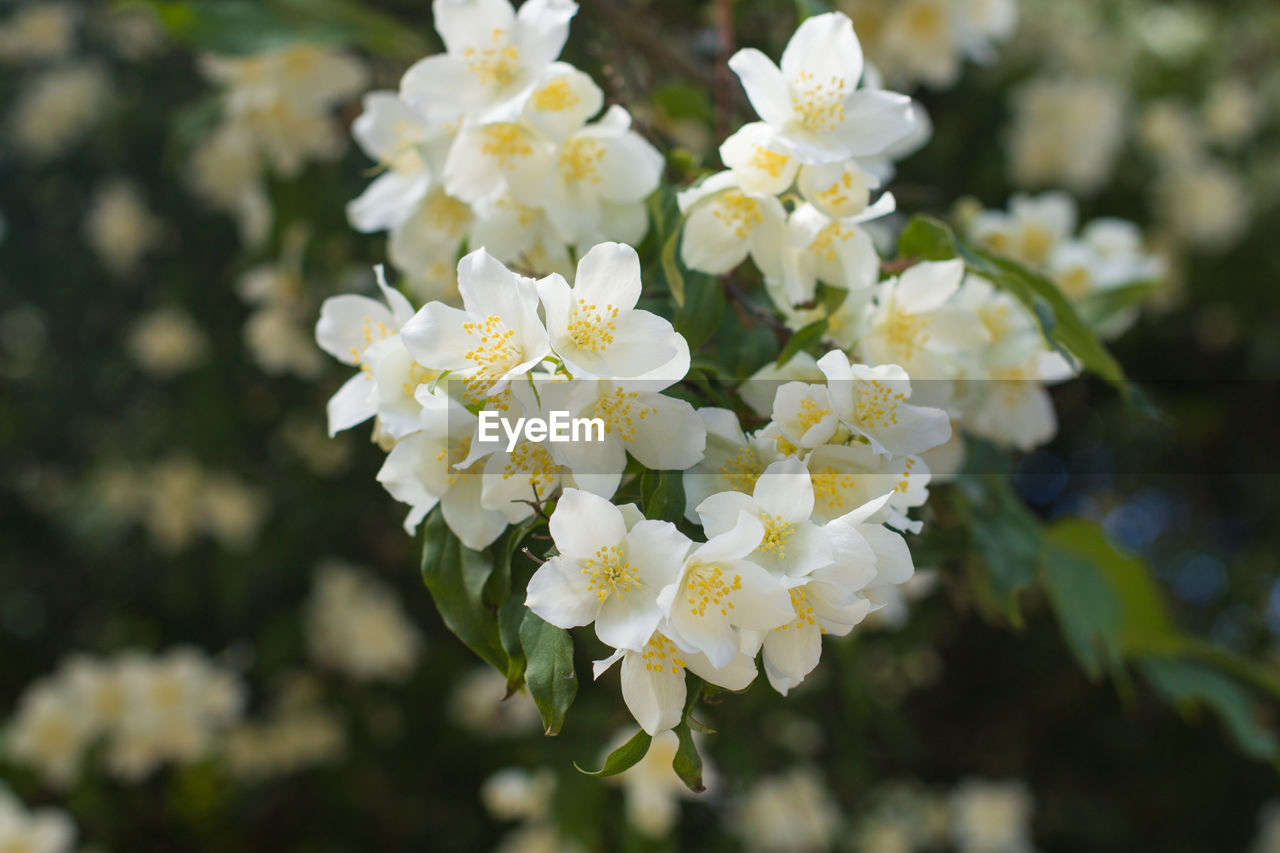 CLOSE-UP OF WHITE FLOWERS ON PLANT