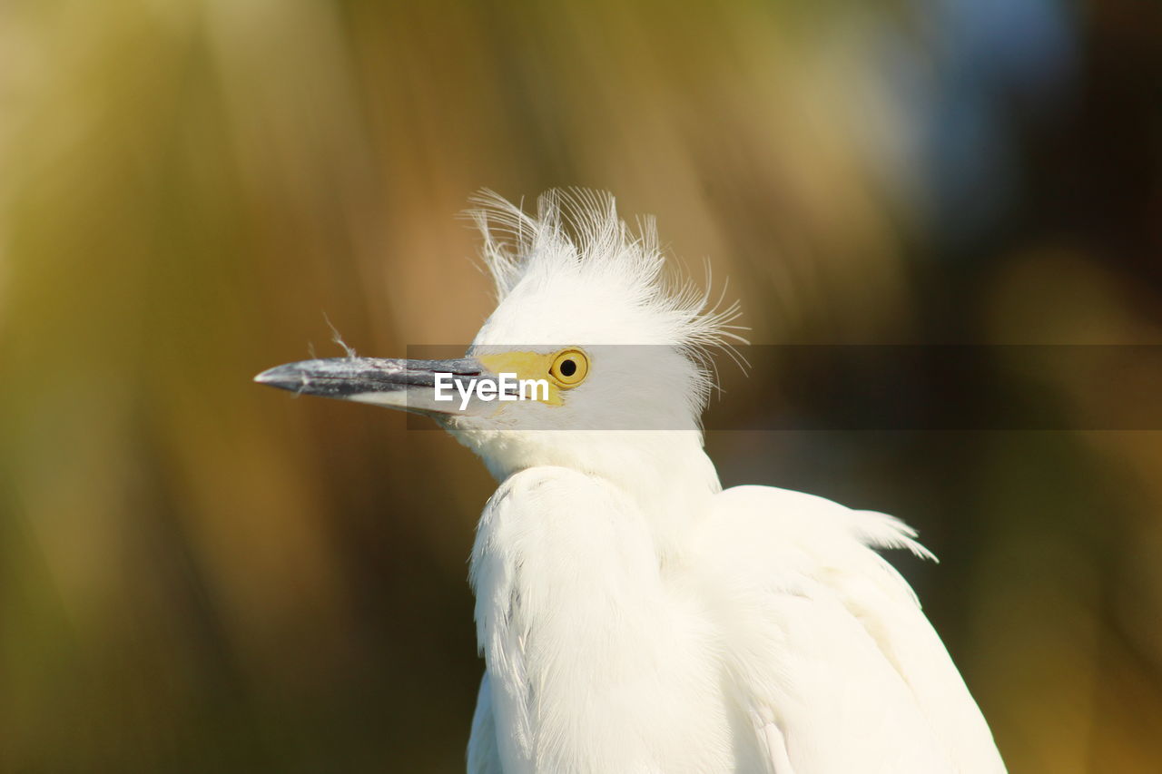 CLOSE-UP OF A BIRD LOOKING AWAY OUTDOORS