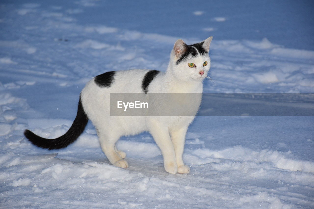 animal, animal themes, cat, pet, mammal, one animal, domestic animals, cold temperature, snow, winter, white, felidae, small to medium-sized cats, nature, no people, whiskers, full length, feline, domestic cat, portrait, looking, looking at camera, day