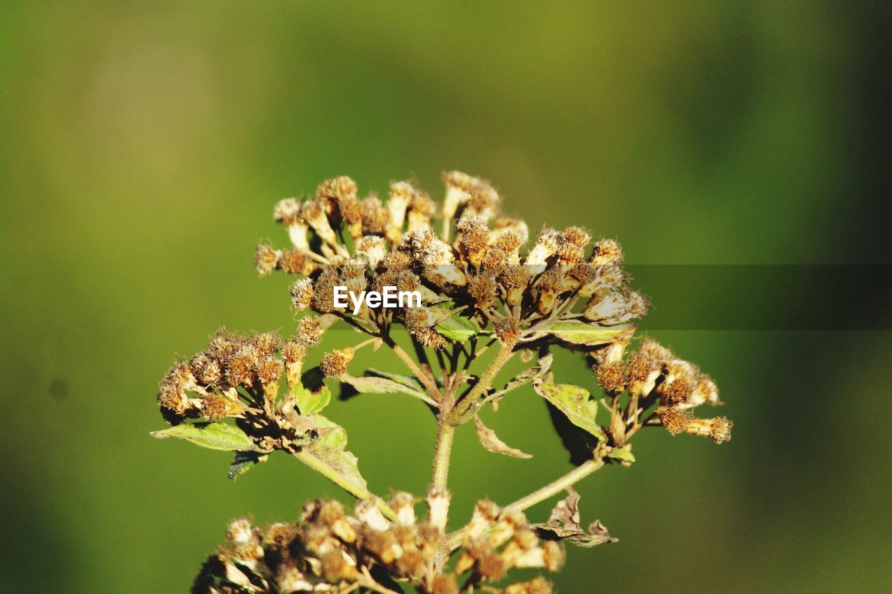 Close-up of wilted flower on plant