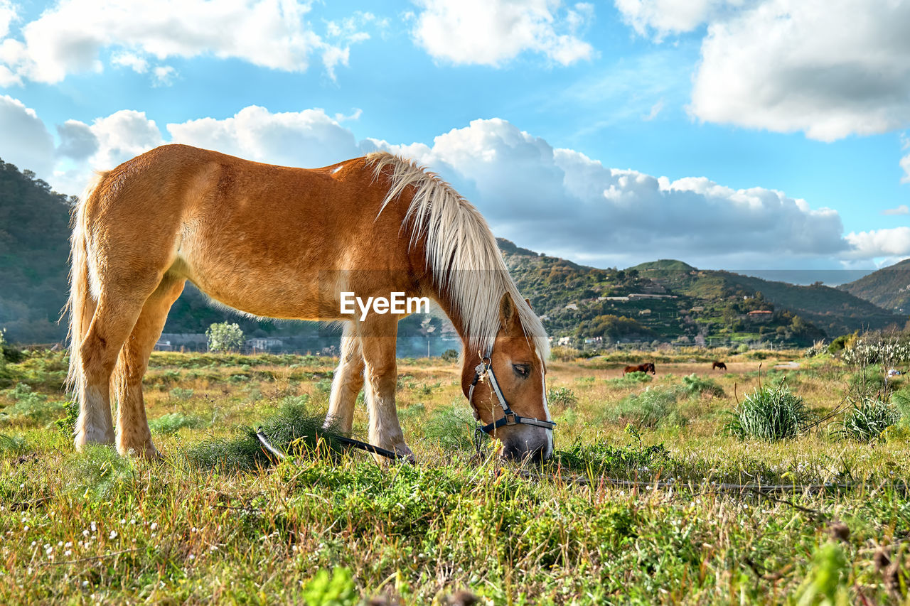 Brown horse grazing grass in a pasture. portrait of mare eating in meadow in mountain landscape.