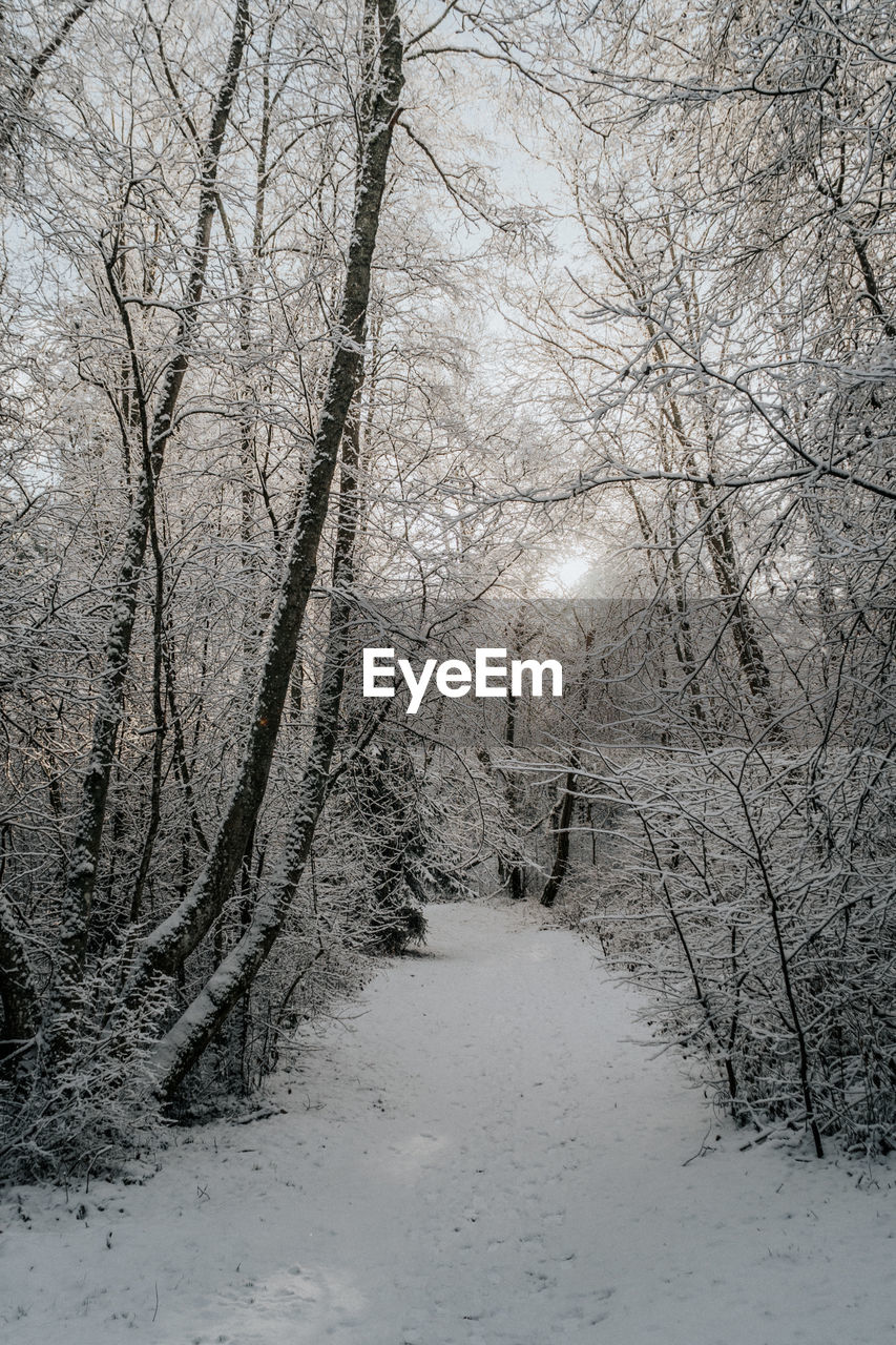 SNOW COVERED TREES IN FOREST