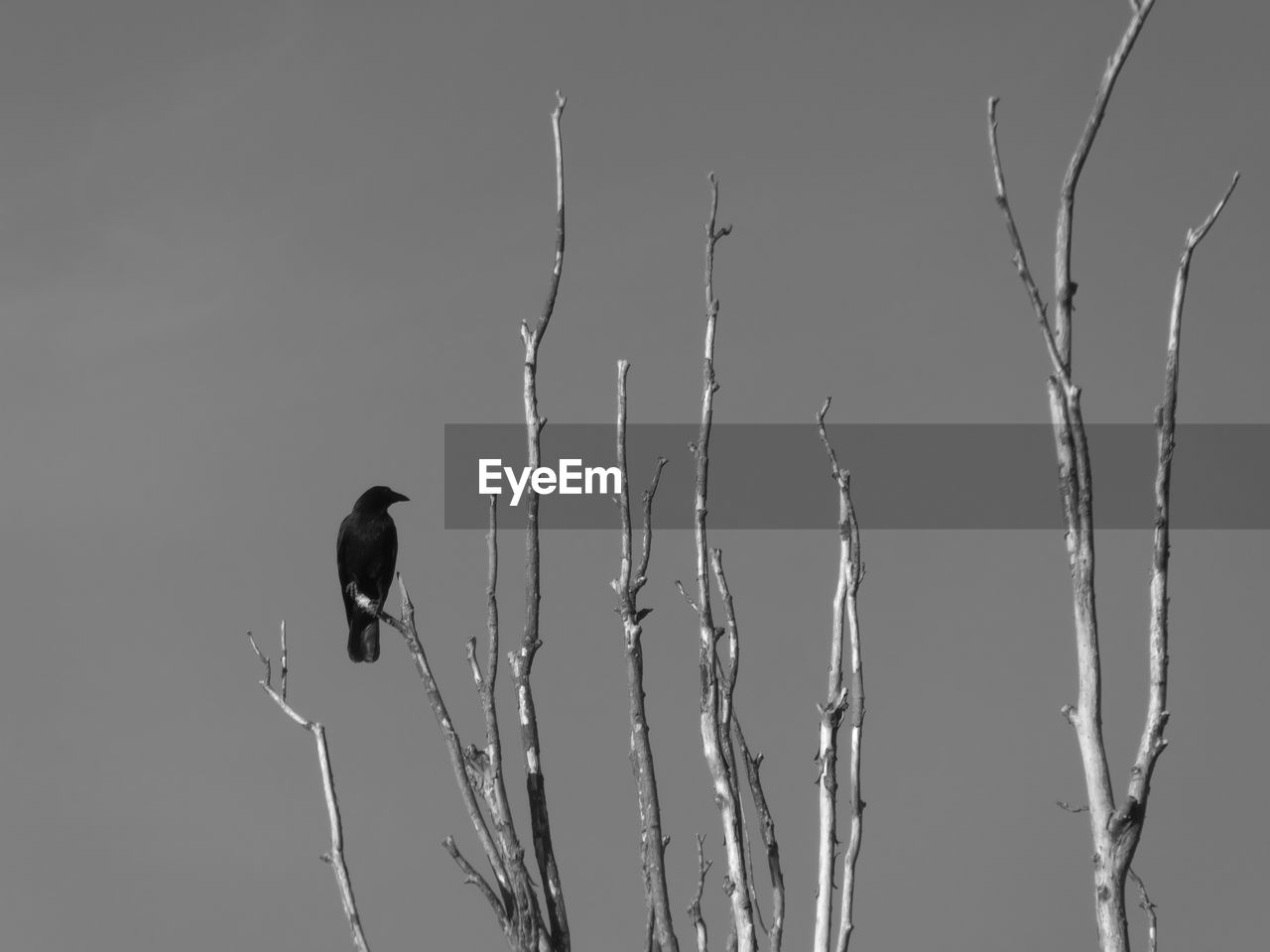 LOW ANGLE VIEW OF BIRDS PERCHING ON PLANT AGAINST SKY