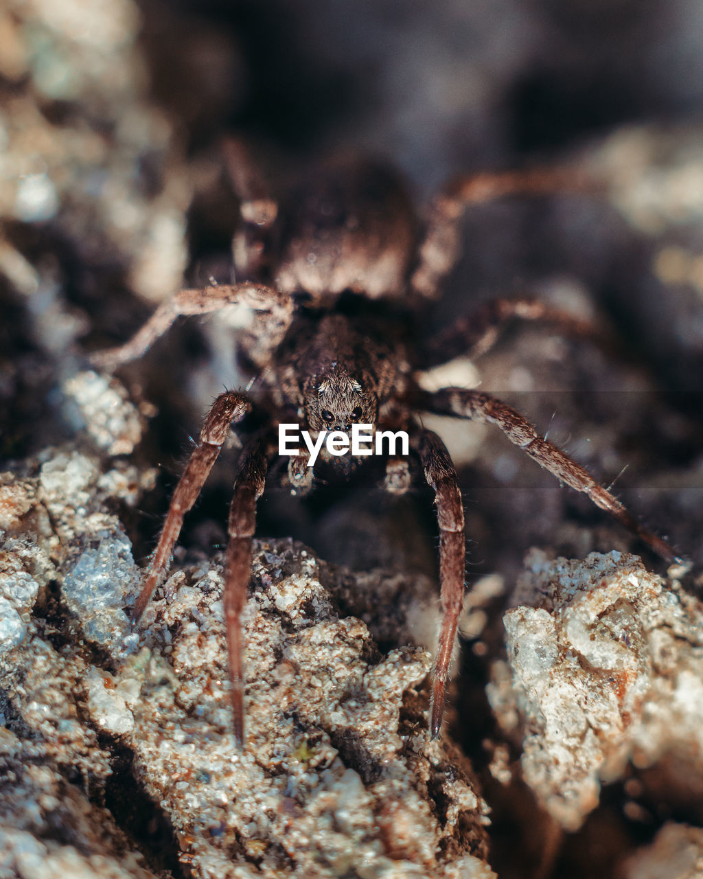 Macro photo of a spider looking at the camera