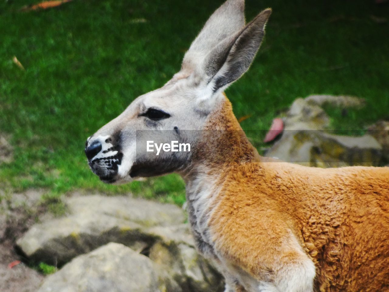 Close-up of kangaroo on field