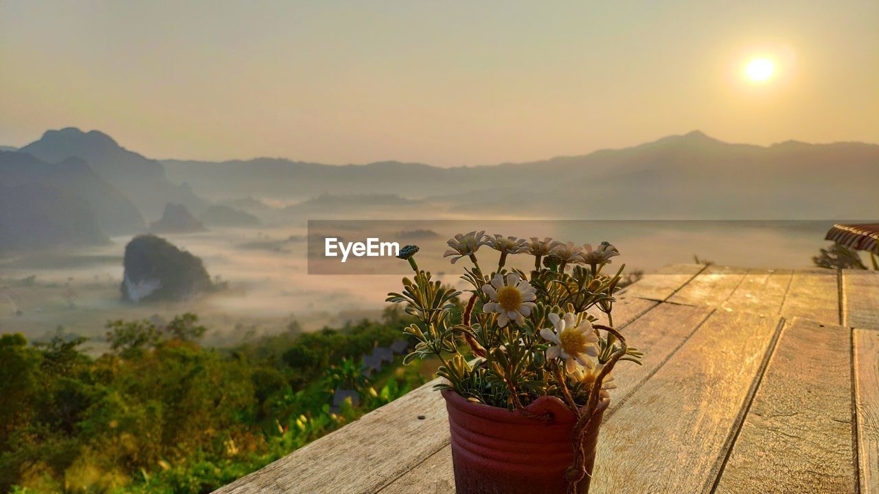 POTTED PLANTS AGAINST MOUNTAINS AT SUNSET