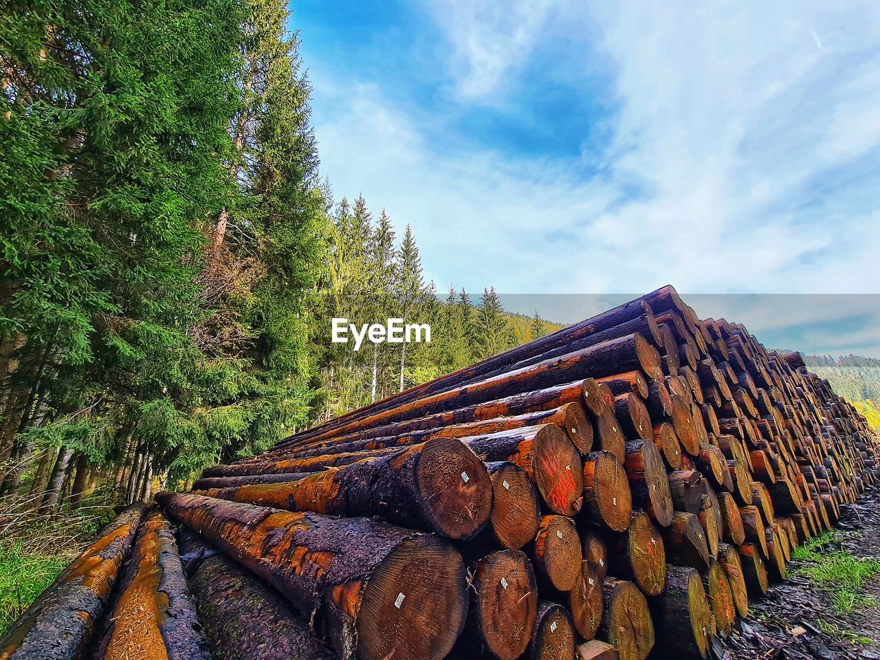 STACK OF FIREWOOD IN FOREST