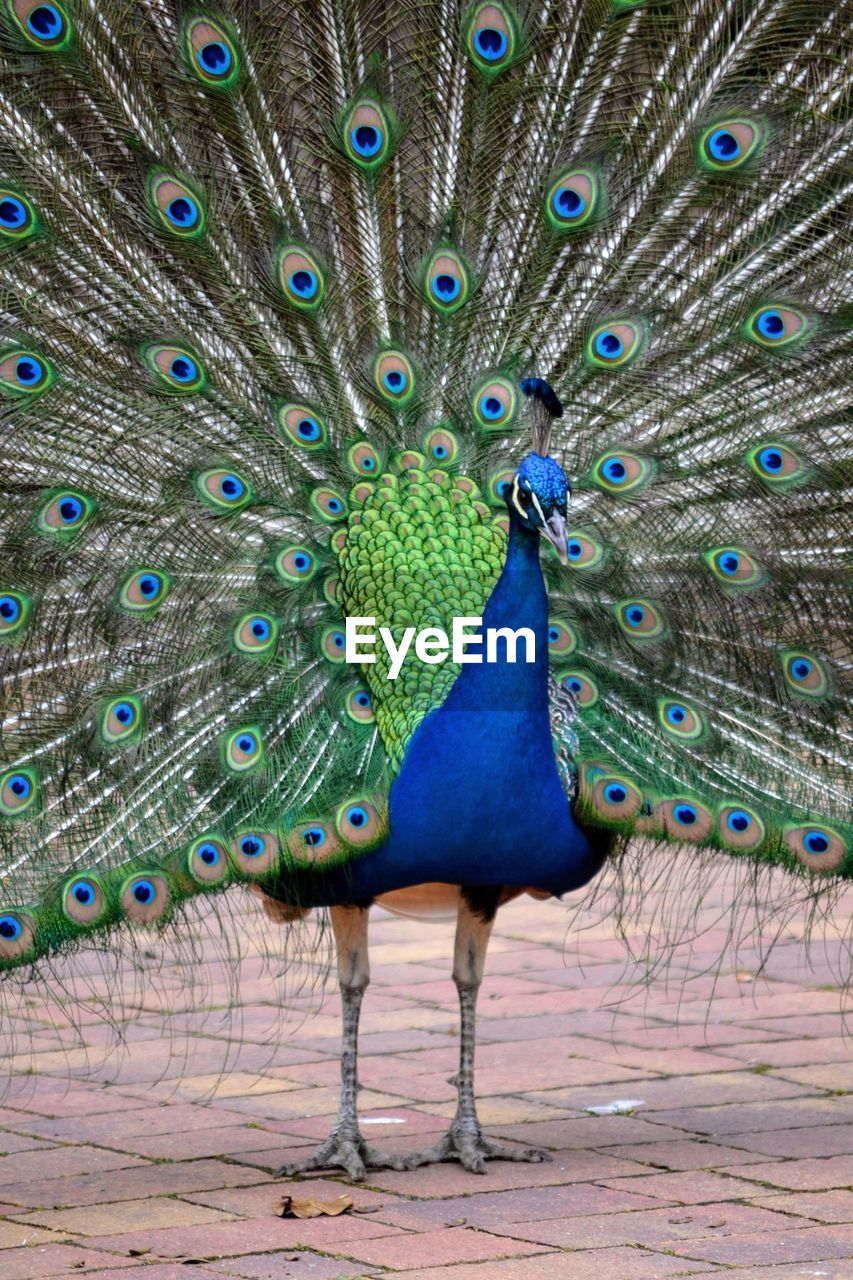 CLOSE-UP OF PEACOCK WITH FEATHERS
