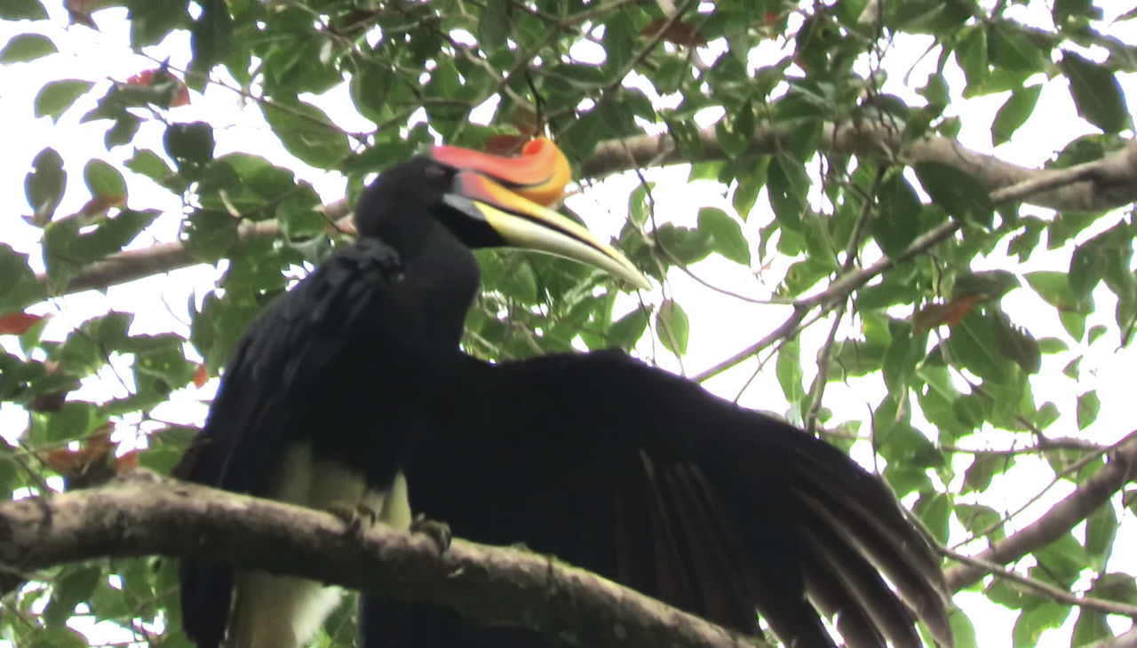 animal themes, animal, bird, tree, animal wildlife, wildlife, branch, plant, one animal, beak, perching, nature, low angle view, toucan, leaf, no people, plant part, outdoors, day, animal body part