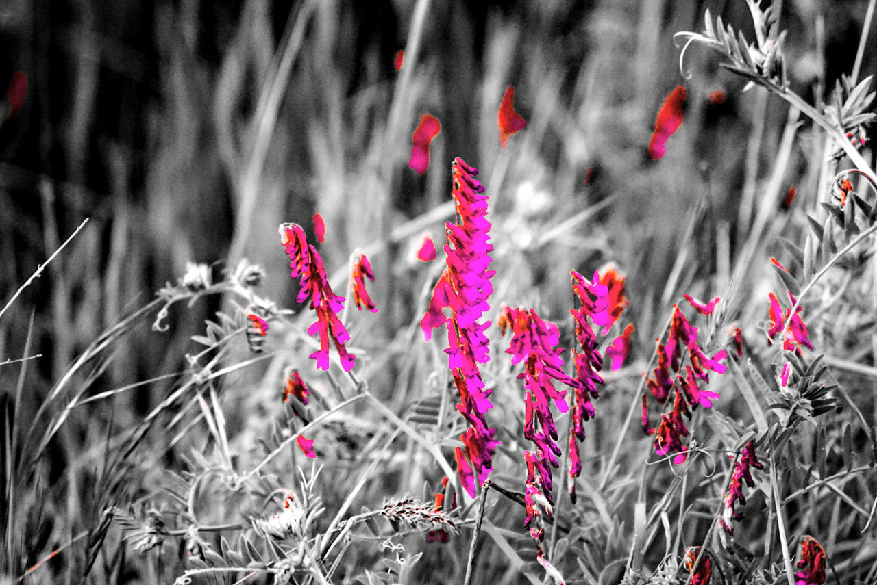 CLOSE-UP OF PLANT WITH RED FLOWERS