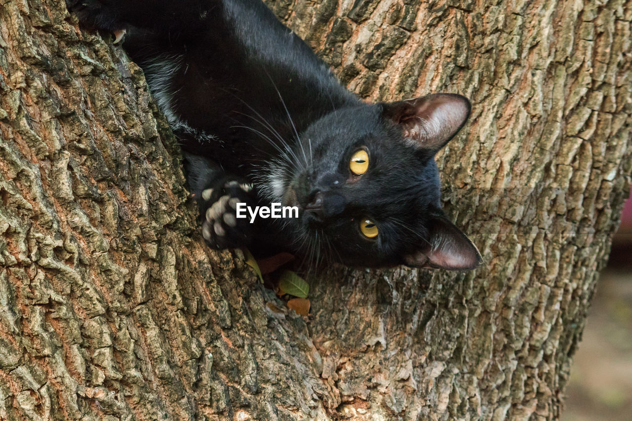 animal themes, animal, cat, mammal, pet, one animal, black cat, domestic animals, black, felidae, domestic cat, feline, whiskers, small to medium-sized cats, tree trunk, trunk, portrait, carnivore, no people, looking at camera, tree, wildlife, nature, plant, animal body part, day, outdoors