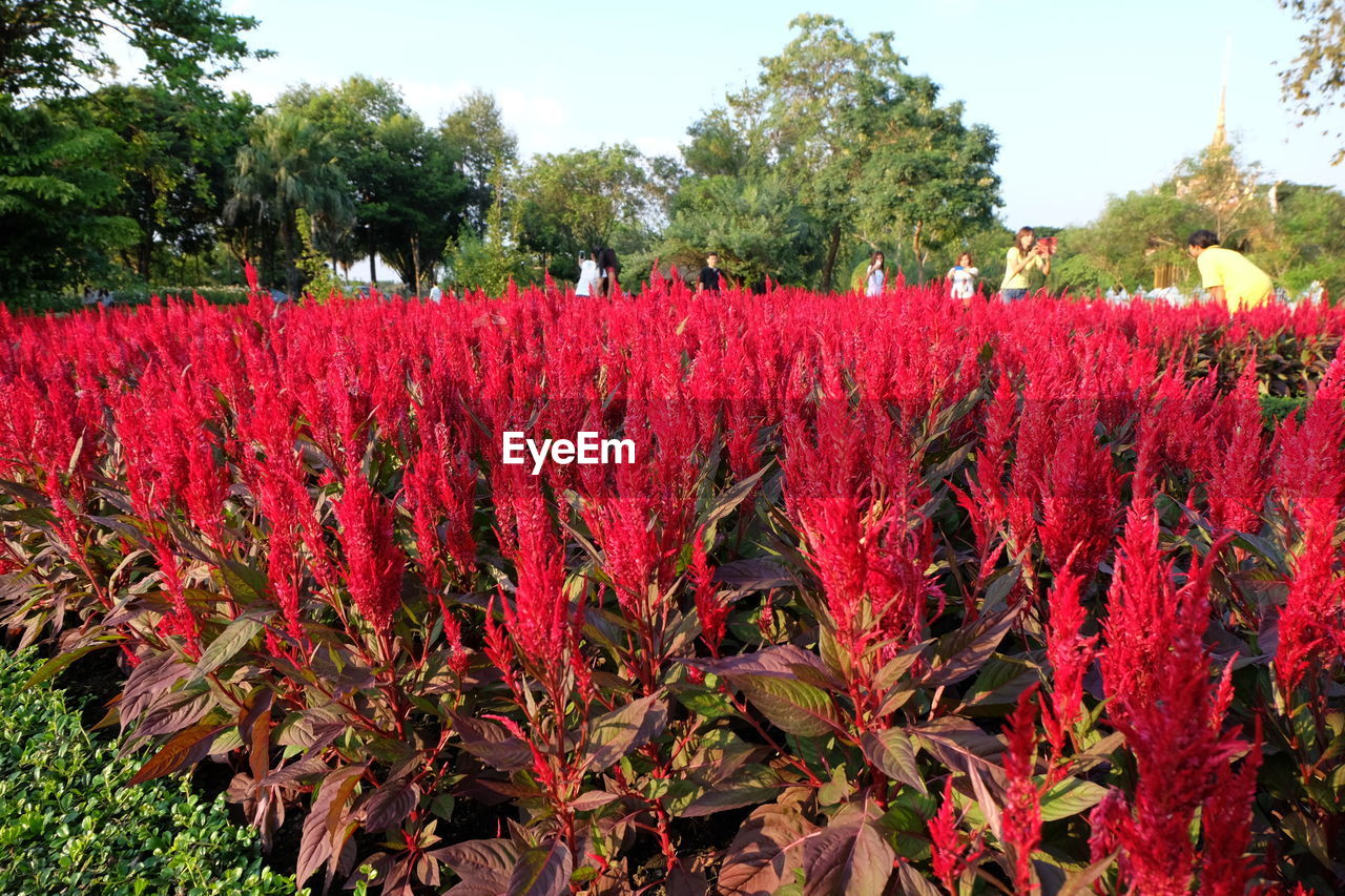 RED FLOWERS GROWING ON TREE