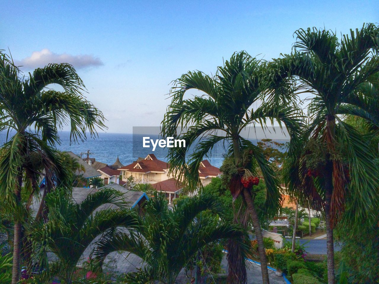 Palm trees at seaside