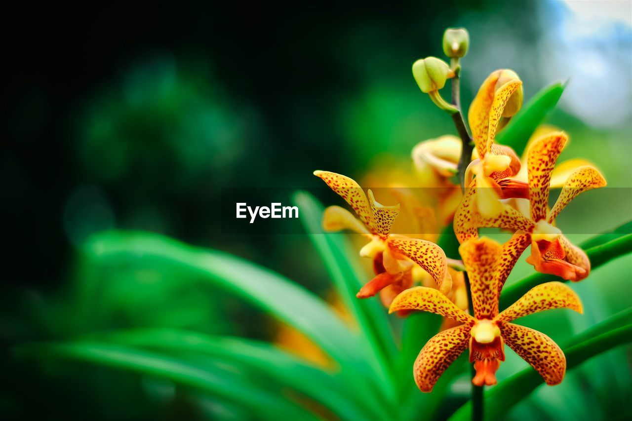 Close-up of flowers against blurred background