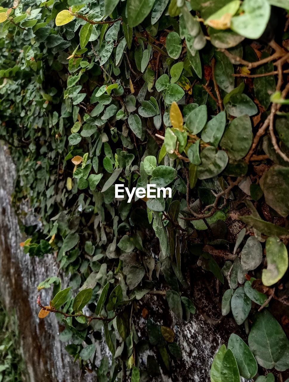 HIGH ANGLE VIEW OF IVY GROWING ON TREE