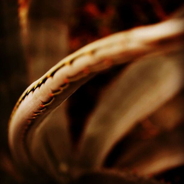 CLOSE-UP OF PLANT AGAINST BLURRED BACKGROUND