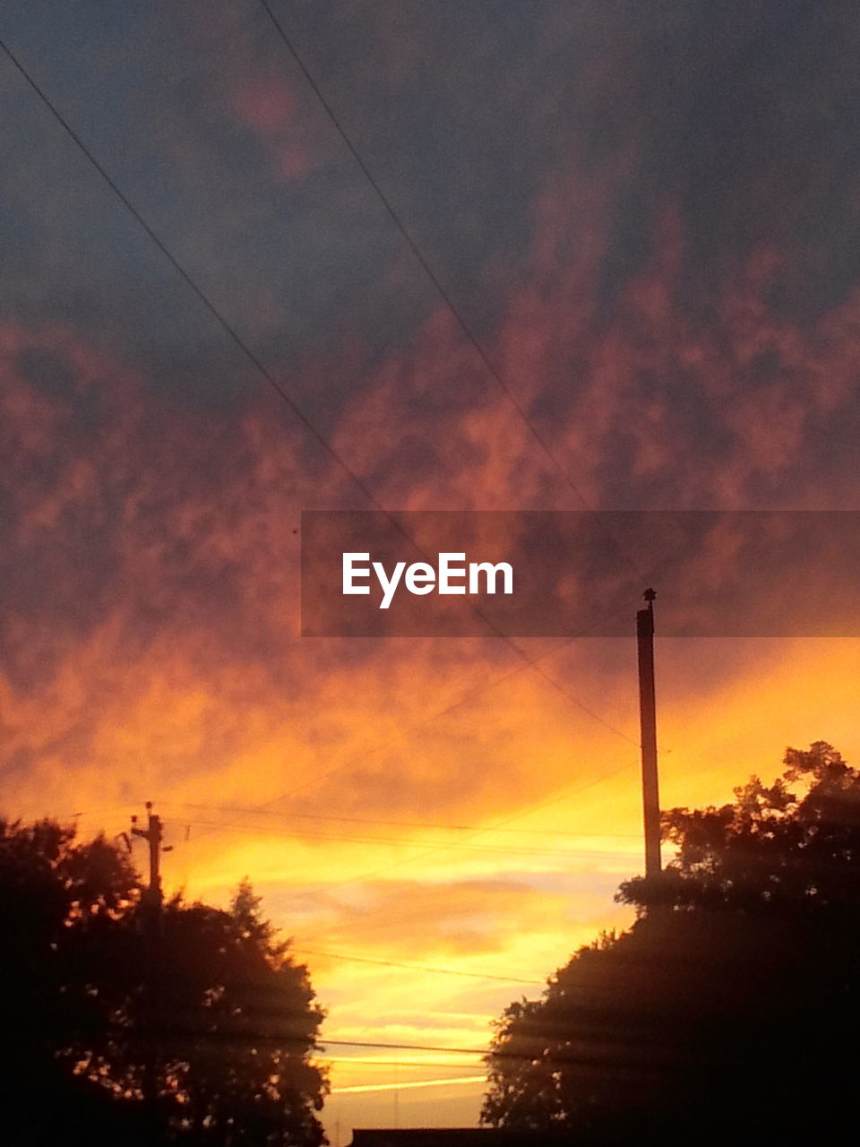 SILHOUETTE OF TREES AT SUNSET