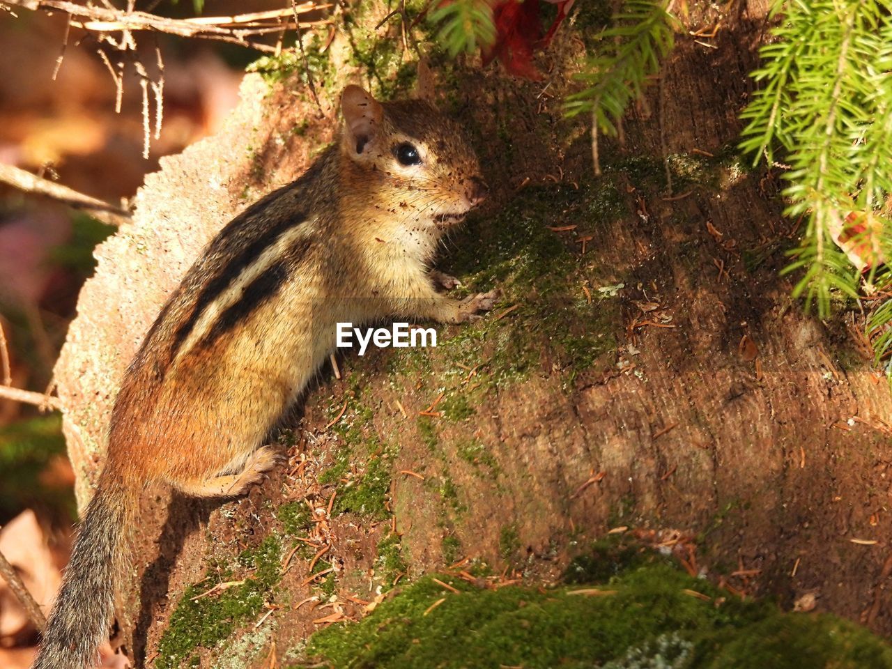 Chipmunk on a moss covered log