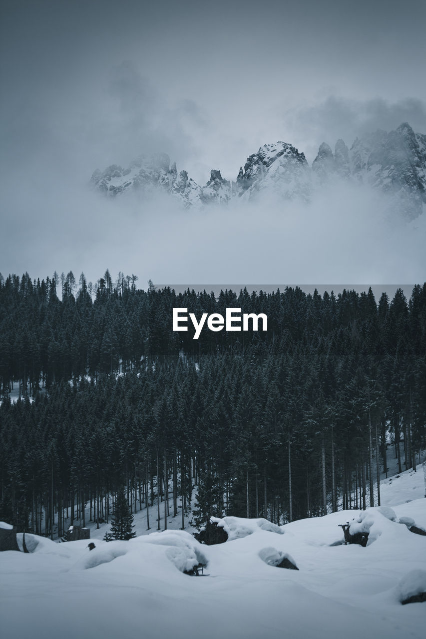 TREES ON SNOW COVERED LANDSCAPE AGAINST SKY