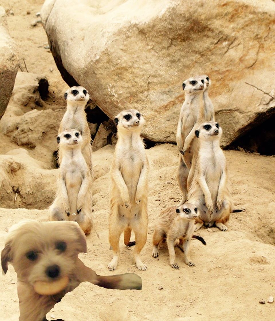 Digital composite image of dog with meerkats