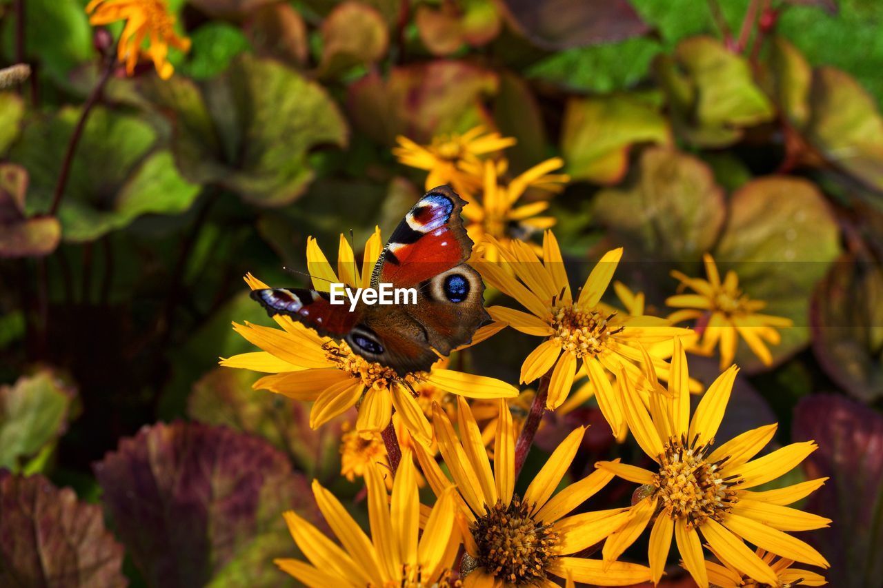 Close-up of butterfly pollinating on yellow flower