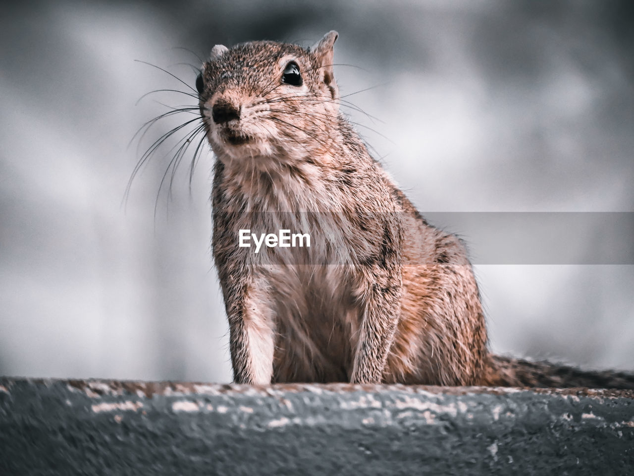 Close-up of squirrel on wood