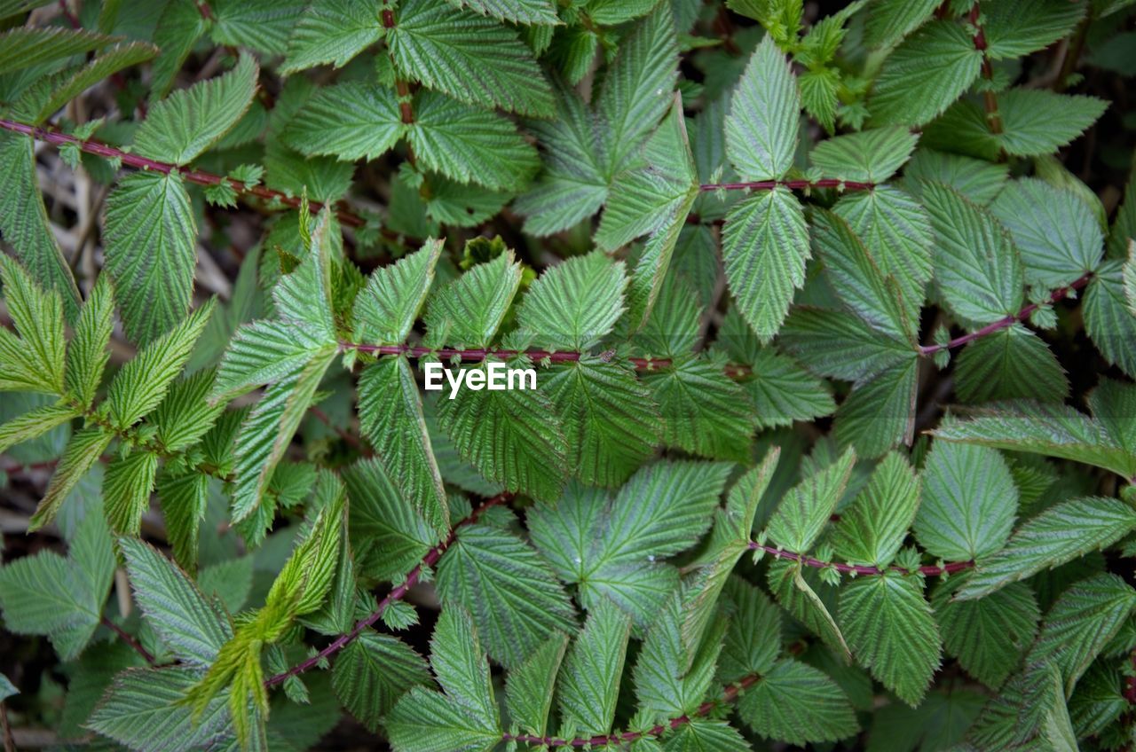 Full frame shot of leaves