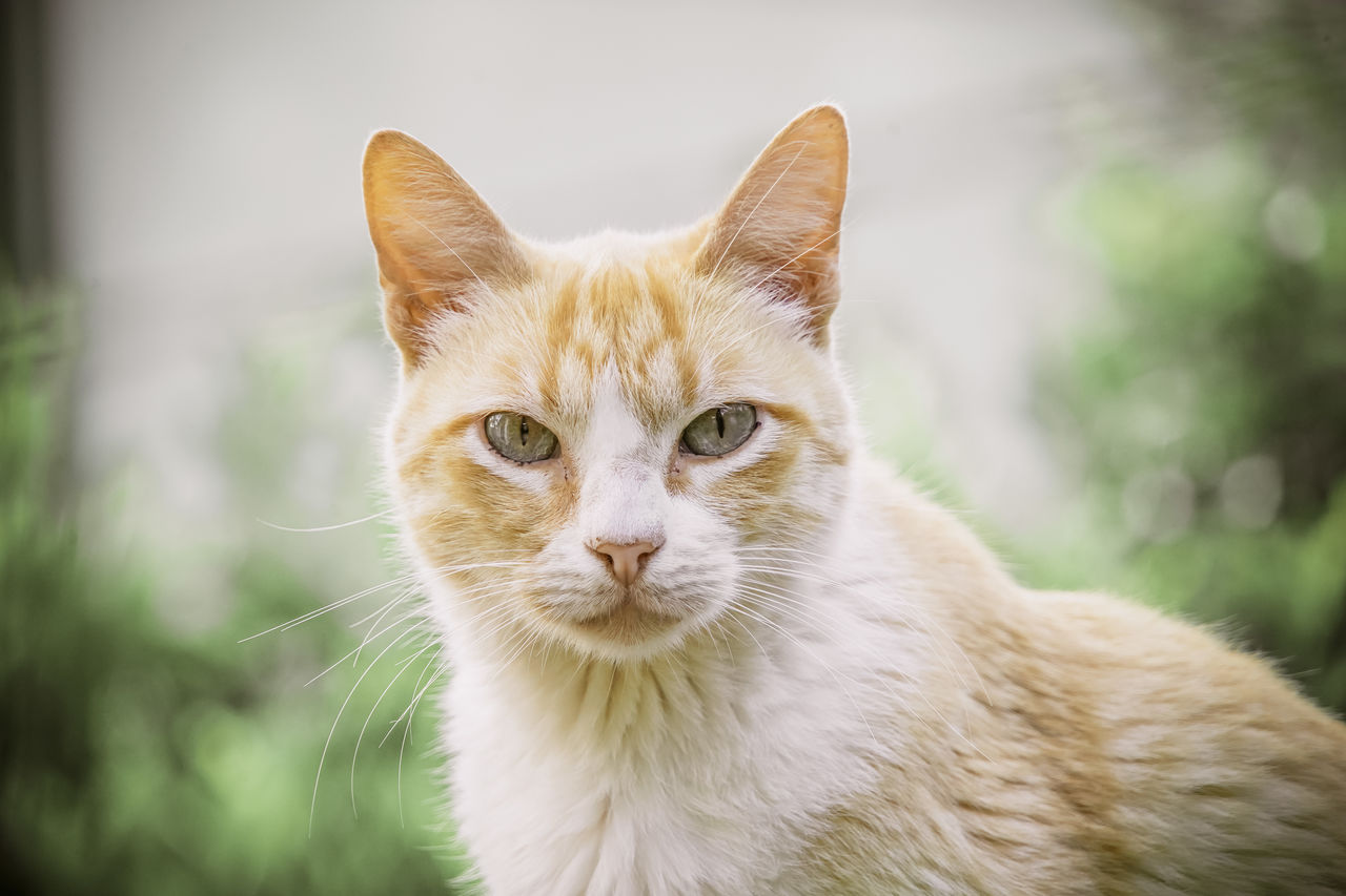 CLOSE-UP PORTRAIT OF CAT AGAINST WHITE WALL