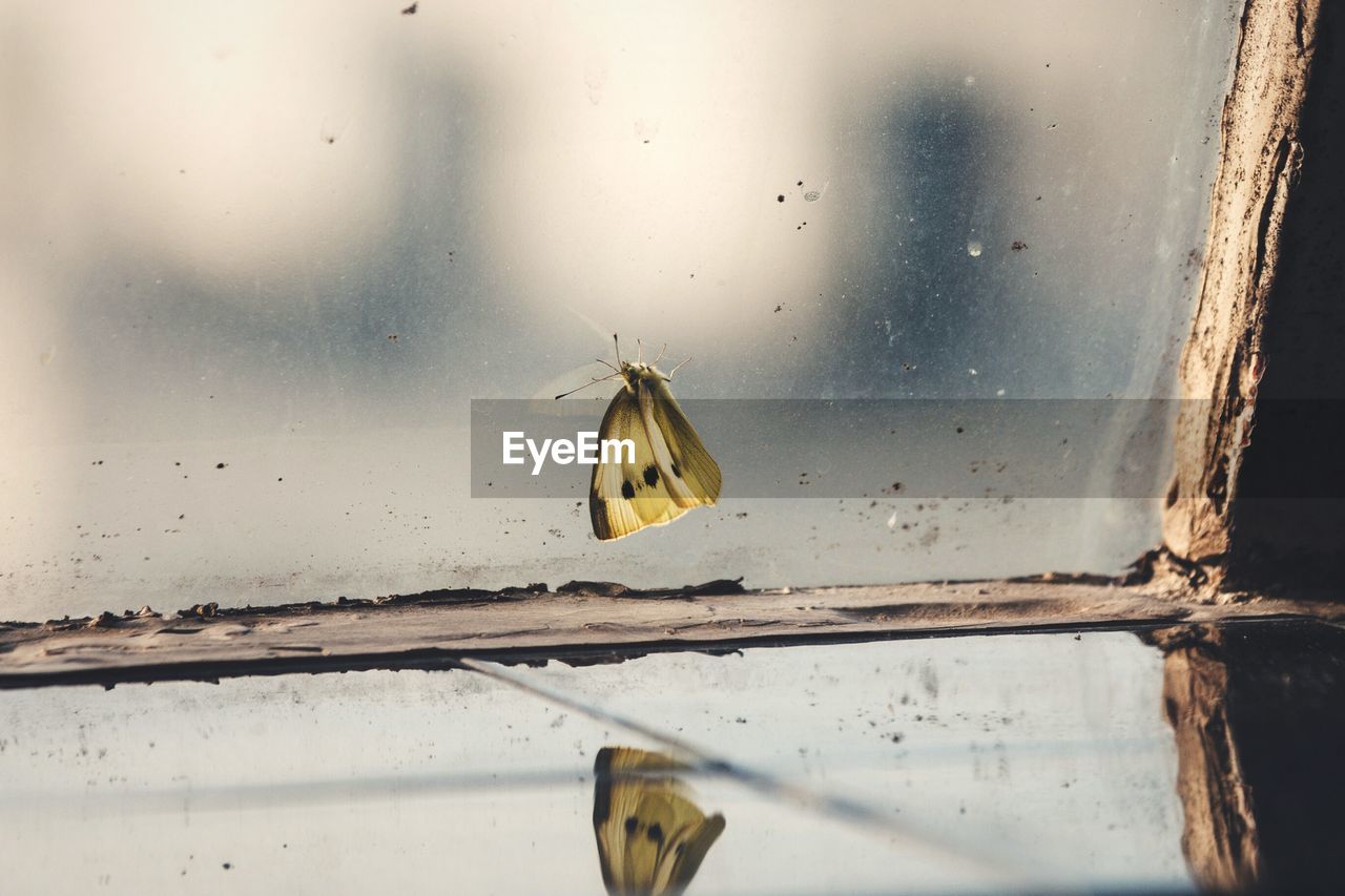 Close-up of butterfly on glass window