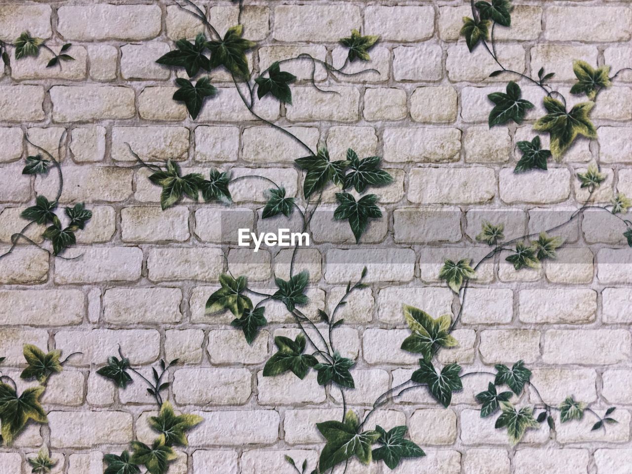 Close-up of ivy growing on brick wall