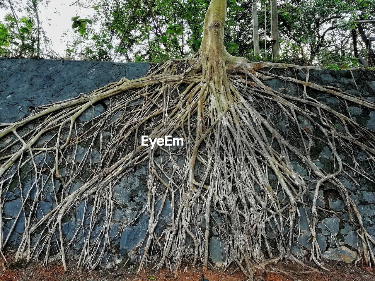 CLOSE-UP OF TREE TRUNK IN FOREST