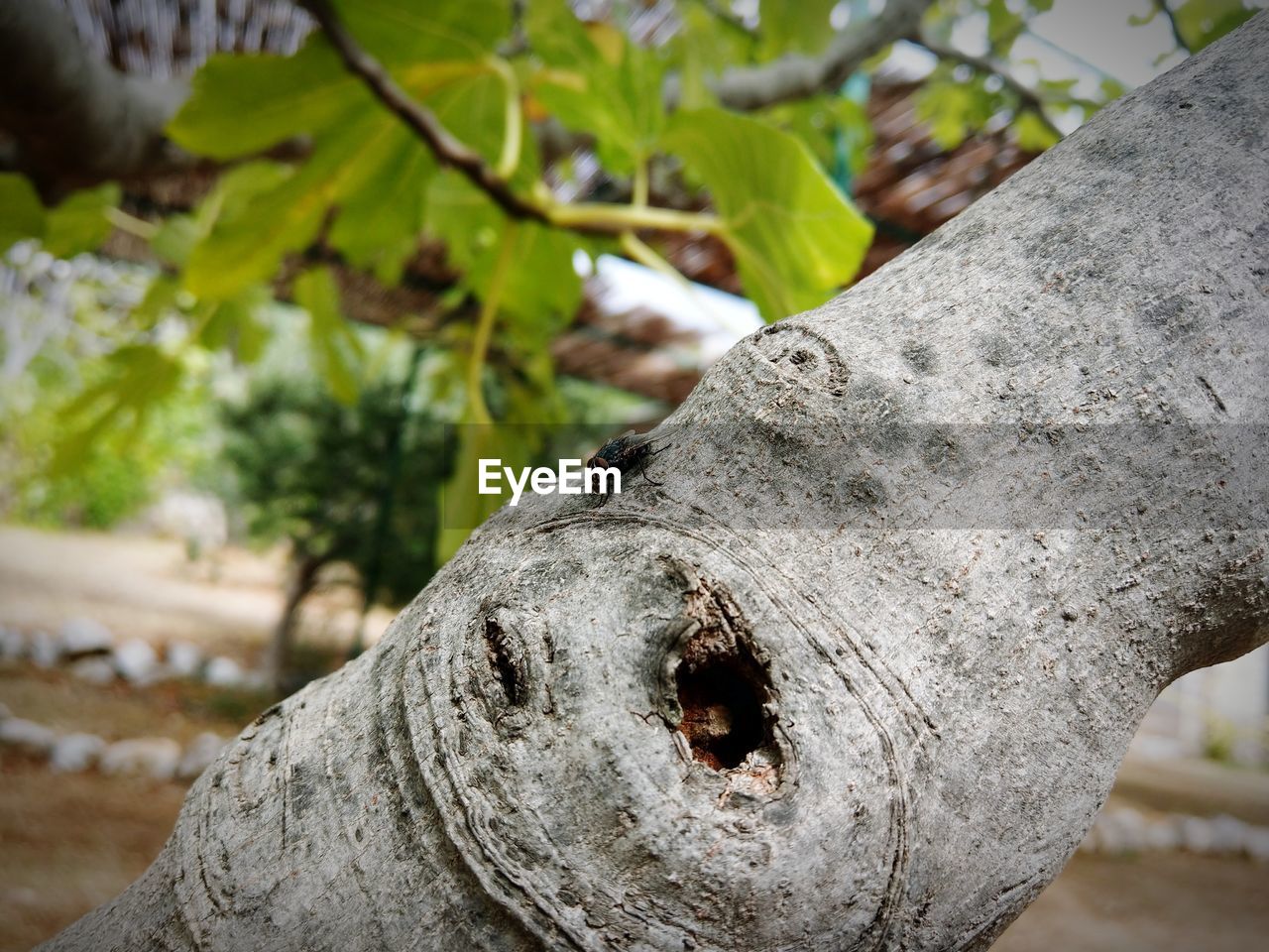 CLOSE-UP OF MOTH ON TREE TRUNK