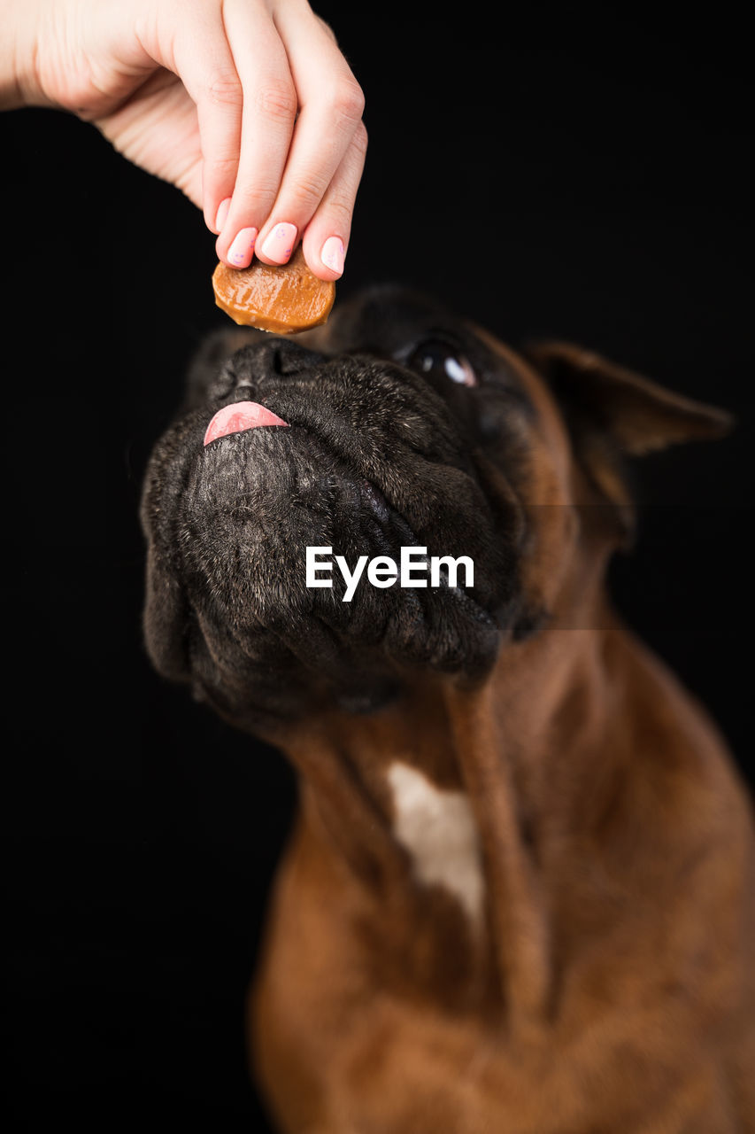 A german boxer dog takes a dog treat from the hands of its owner close-up on a black background