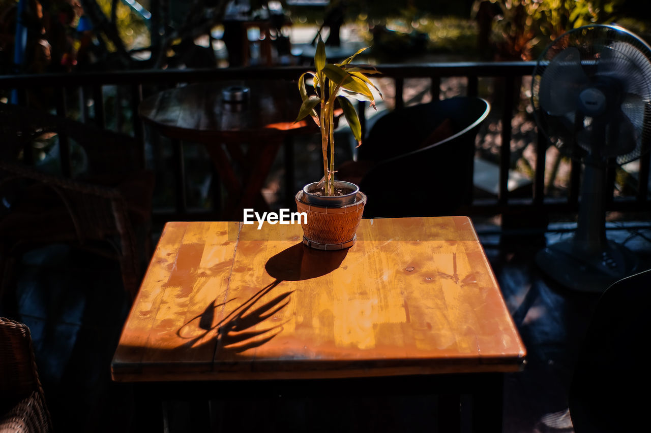 CLOSE-UP OF POTTED PLANT IN RESTAURANT